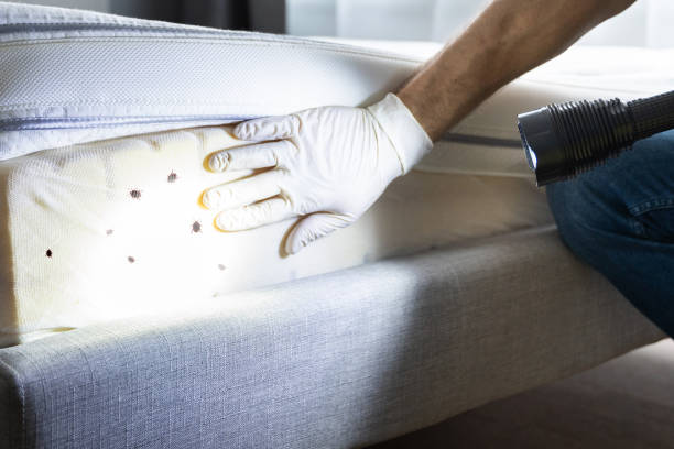 Best Flea Control Services  in Norwalk, OH
