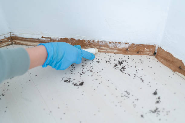 Best Termite Control Services  in Norwalk, OH